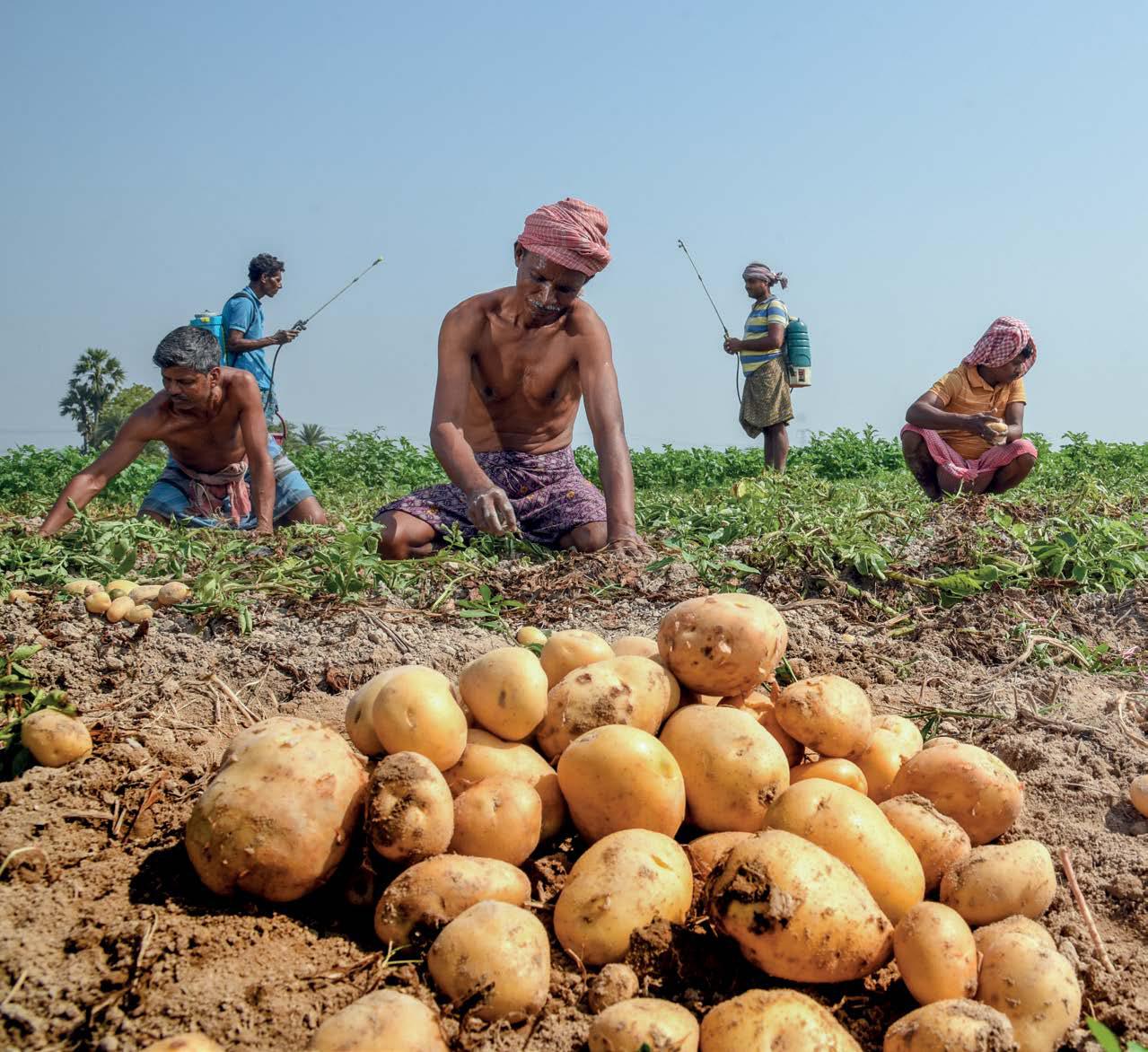 A POTATO BLIGHT IN BENGAL